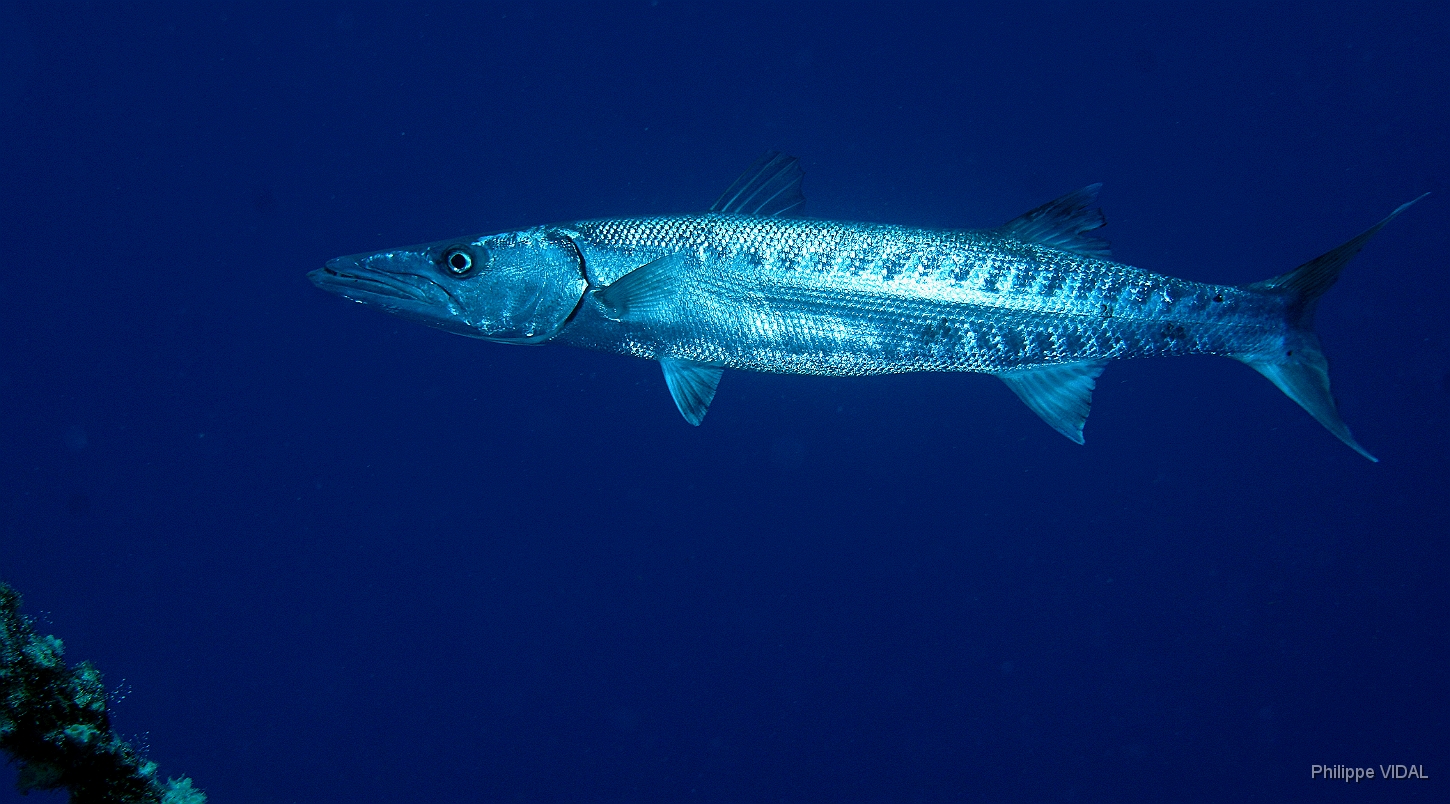 MediaEarth - Bahamas 2017 - DSC02326_rc - Barracuda - Sphyraena barracuda.jpg